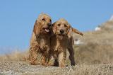BASSET FAUVE DE BRETAGNE 037